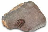 Red Proetid (Proetopeltis)Trilobite - Hamar Laghdad, Morocco #320894-3